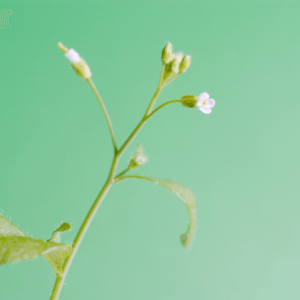 Cultivo de precisión de Arabidopsis Thaliana