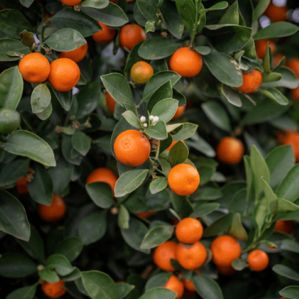 Cultivo de mandarinas