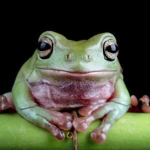 Green tree frog front view, cute amphibian close-up Canva