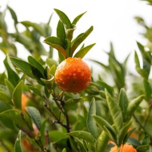 camara-cultivo-citricos-mandarina-2-Canva