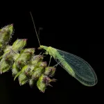 Insectos aliados de la agricultura: producción controlada en cámaras climáticas