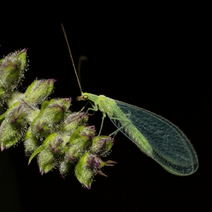 Insectos aliados de la agricultura: producción controlada en cámaras climáticas